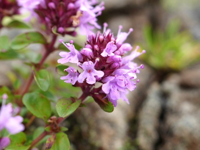 Thymus praecox