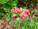 Lathyrus rotundifolius