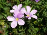 Linum hypericifolium