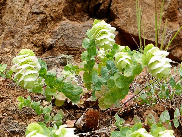 Origanum rotundifolium