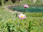 Tanacetum coccineum