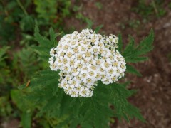 Tanacetum macrophyllum