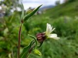 Silene latifolia