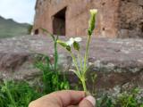 Silene latifolia