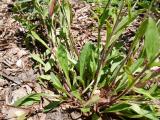 Silene latifolia