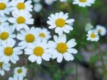 Tanacetum parthenium