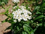 Achillea biserrata