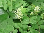 Astragalus glycyphyllos