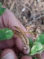 Astragalus glycyphyllos