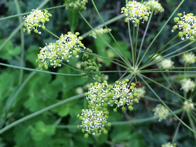 Heracleum sphondylium