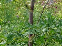 Heracleum sphondylium