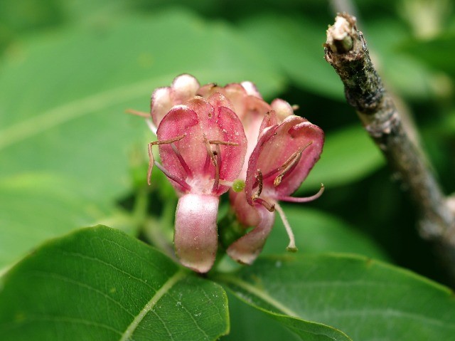 Lonicera caucasica