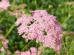 Pimpinella rhodantha