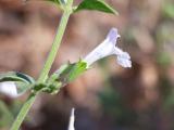 Clinopodium nepeta