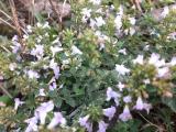 Clinopodium nepeta