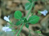 Clinopodium nepeta