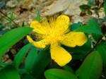 Hypericum calycinum