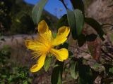 Hypericum calycinum