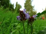 Prunella vulgaris