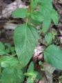 Prunella vulgaris