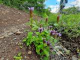 Prunella vulgaris