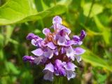 Prunella vulgaris