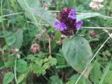 Prunella vulgaris