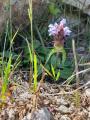Prunella vulgaris