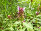 Prunella vulgaris