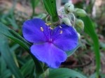 Tradescantia virginiana