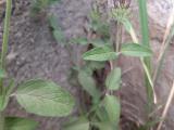 Clinopodium vulgare