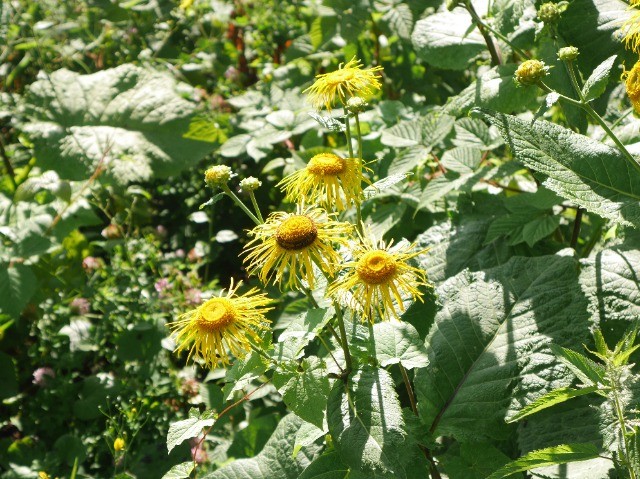 Telekia speciosa