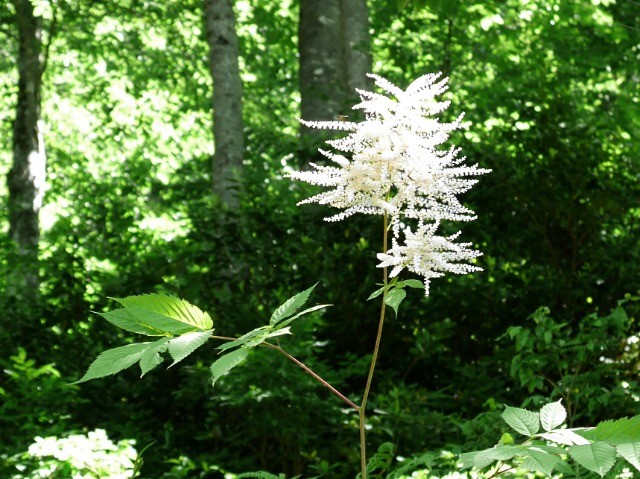 Aruncus vulgaris