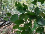 Carpinus betulus