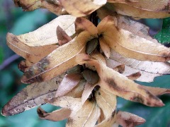 Carpinus betulus