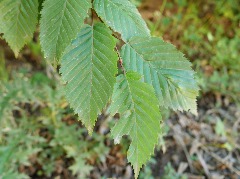 Carpinus betulus