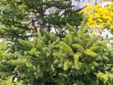 Picea orientalis