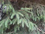 Picea orientalis