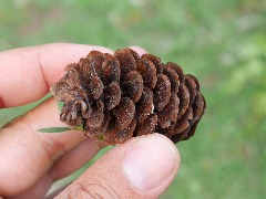 Picea orientalis