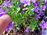 Campanula poscharskyana