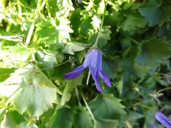 Campanula poscharskyana