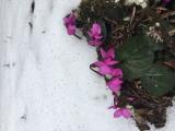 Cyclamen coum