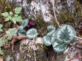 Cyclamen coum