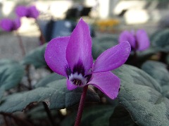 Cyclamen coum