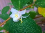 Lonicera fragrantissima