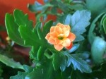 Kalanchoe blossfeldiana