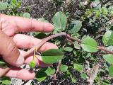 Capparis spinosa