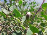 Capparis spinosa