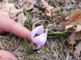 Colchicum triphyllum