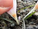 Colchicum triphyllum